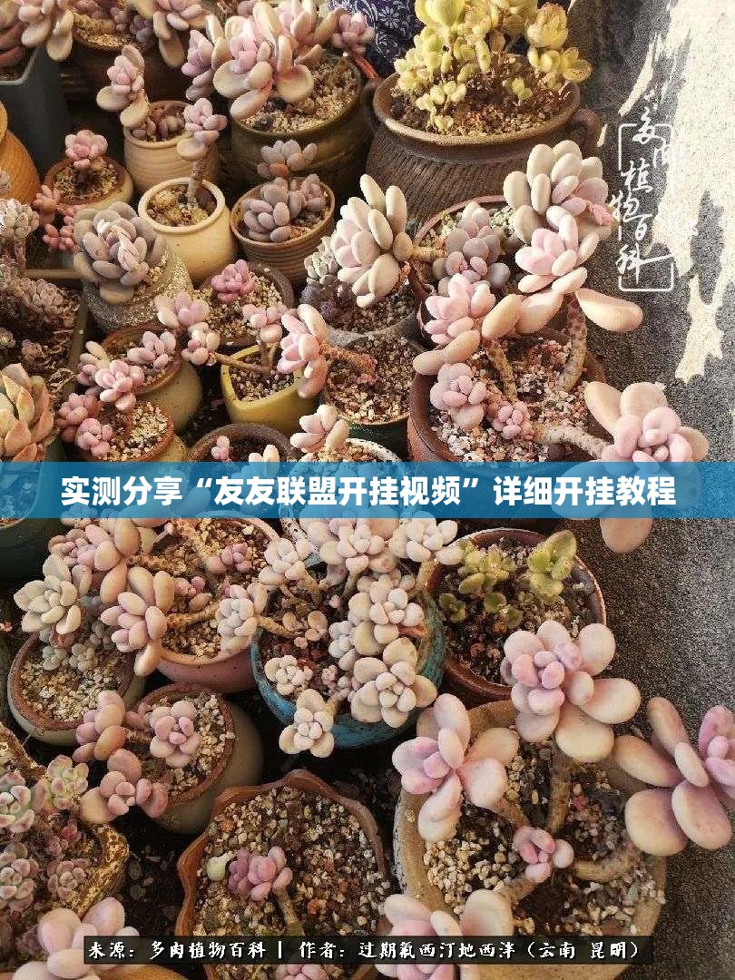 实测分享“友友联盟开挂视频”详细开挂教程