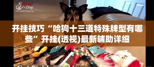 开挂技巧“哈狗十三道特殊牌型有哪些	”开挂(透视)最新辅助详细