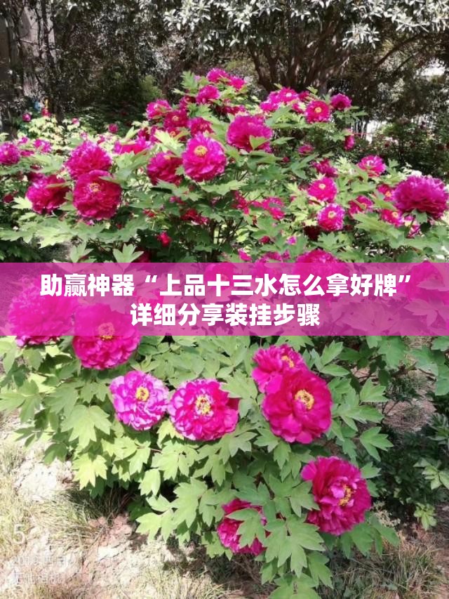 助赢神器“上品十三水怎么拿好牌”详细分享装挂步骤