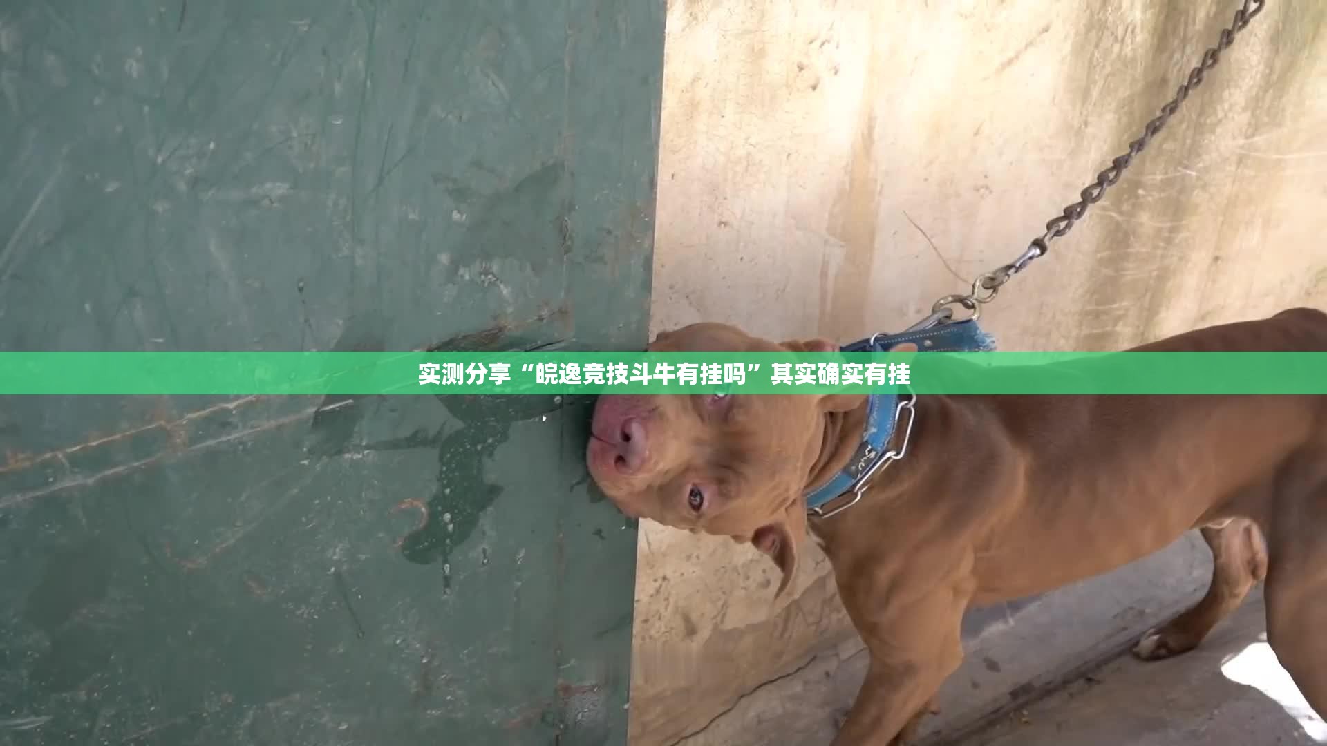 实测分享“皖逸竞技斗牛有挂吗”其实确实有挂