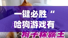 一键必胜“哈狗游戏有没有挂”(透视)其实确实有挂