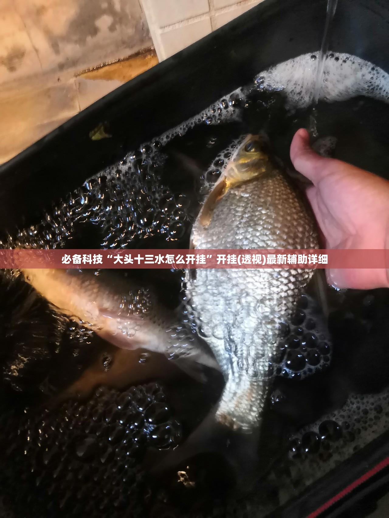 必备科技“大头十三水怎么开挂”开挂(透视)最新辅助详细