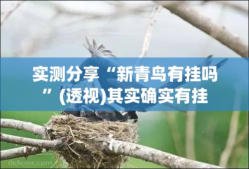 实测分享“新青鸟有挂吗”(透视)其实确实有挂