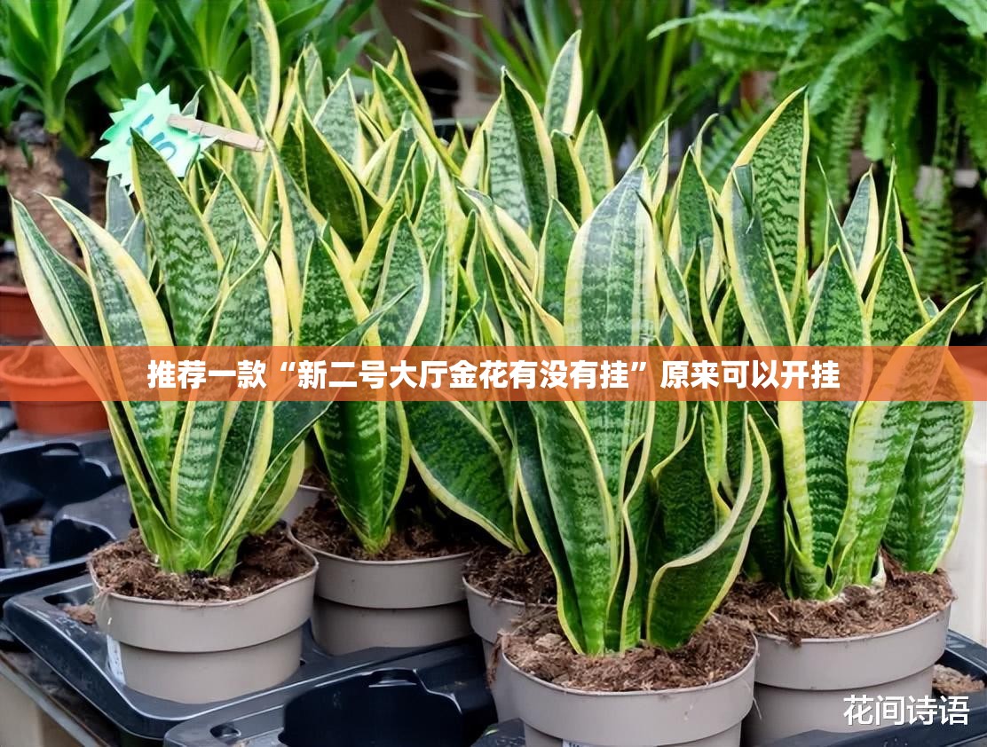 推荐一款“新二号大厅金花有没有挂”原来可以开挂