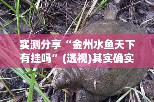 实测分享“金州水鱼天下有挂吗	”(透视)其实确实有挂