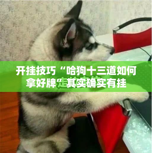 开挂技巧“哈狗十三道如何拿好牌”其实确实有挂