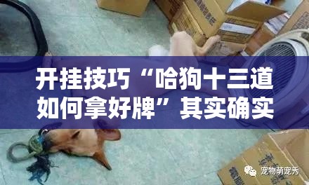 开挂技巧“哈狗十三道如何拿好牌	”其实确实有挂