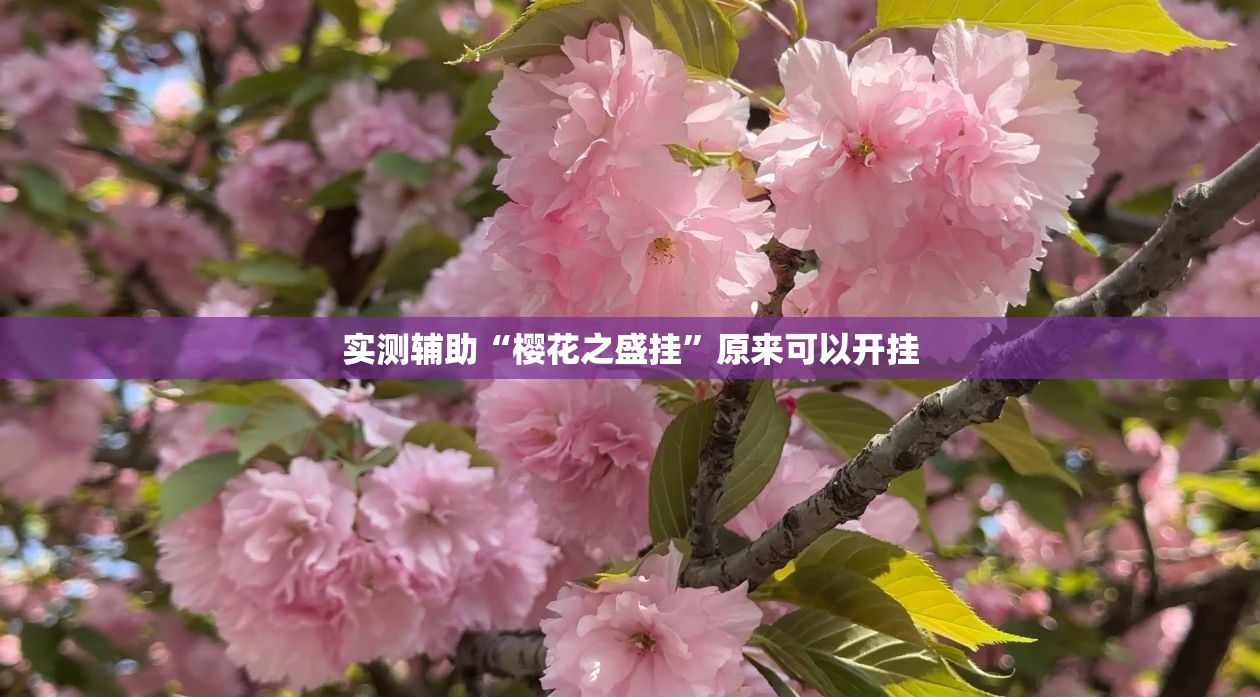 实测辅助“樱花之盛挂”原来可以开挂