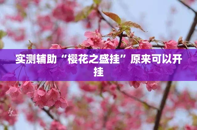 实测辅助“樱花之盛挂	”原来可以开挂