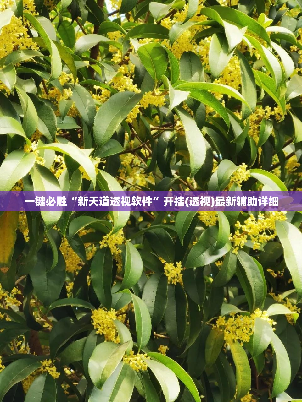 一键必胜“新天道透视软件”开挂(透视)最新辅助详细
