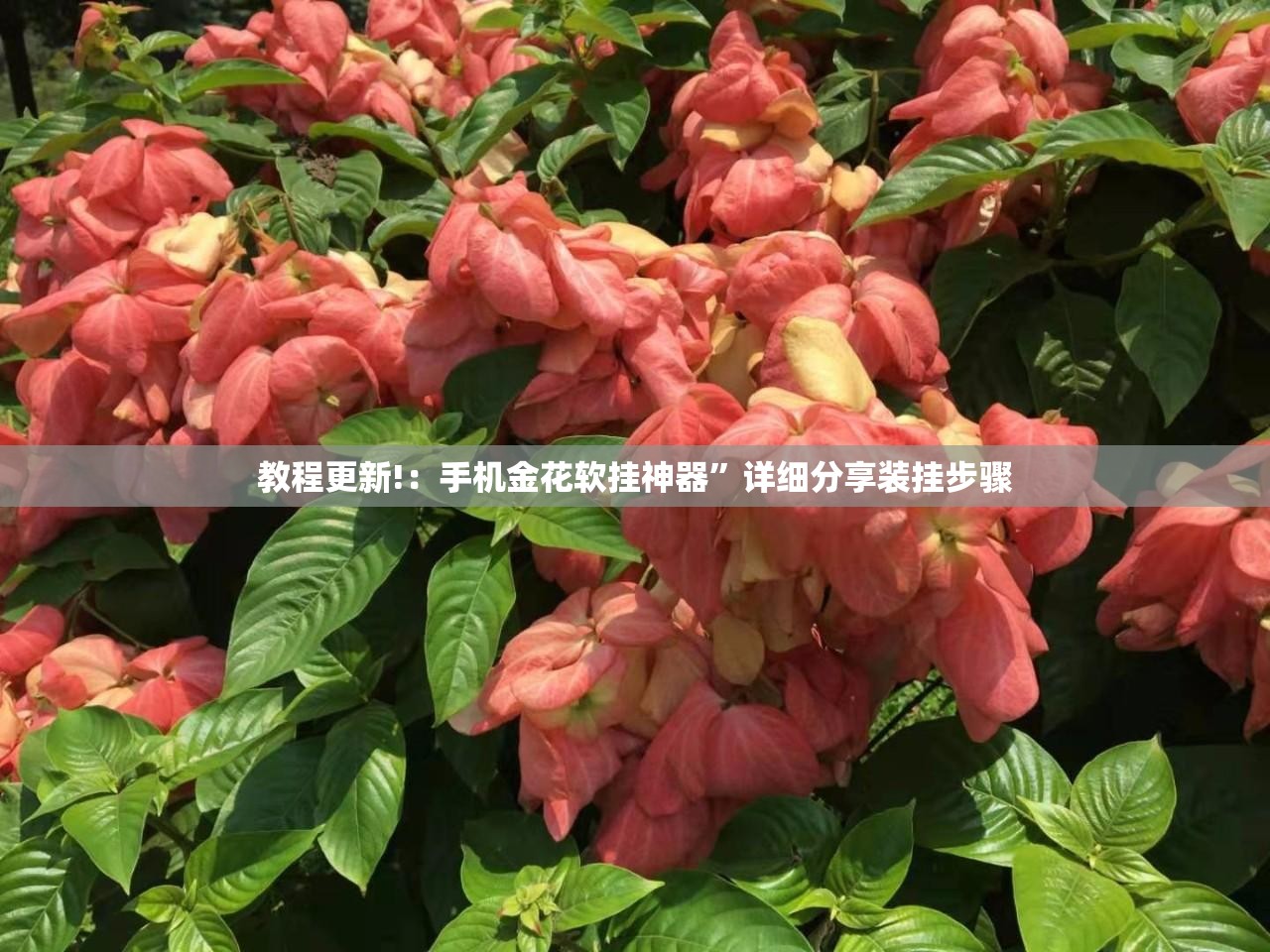 教程更新!：手机金花软挂神器	”详细分享装挂步骤